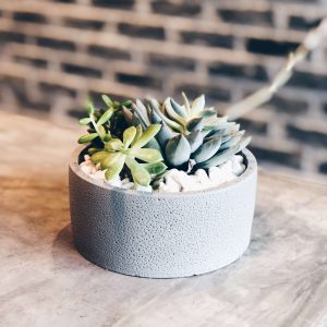 Succulent | MSC01